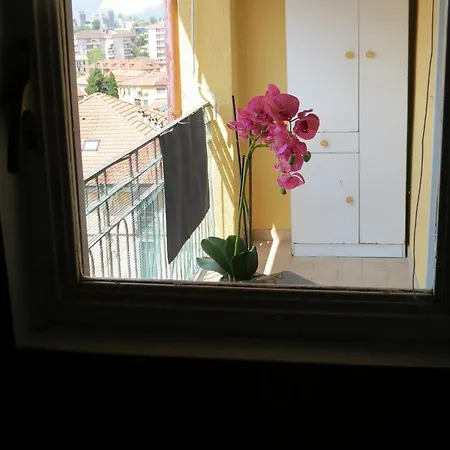 Rosa * Pallanza